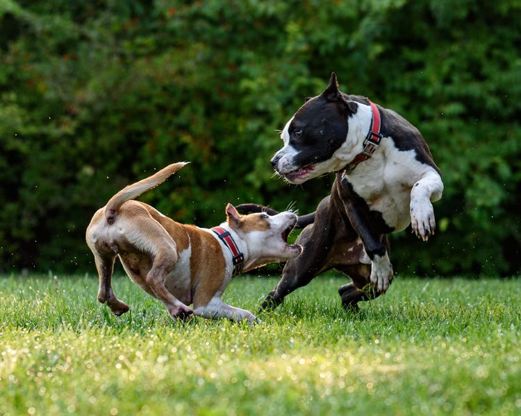 pit bulls playing