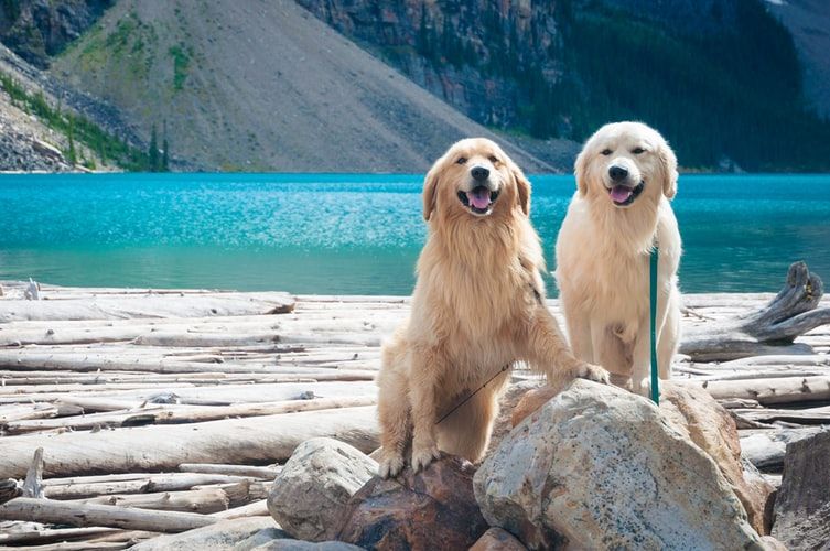 2023 Most Popular Dog Breeds Worldwide: 6 Winners