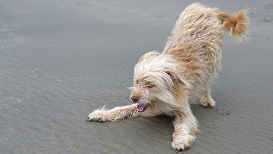 What Does It Mean When Dogs Put Their Bum in the Air?