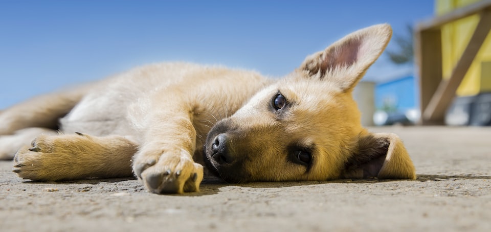 Do dogs eat less in summer? Hot season, smaller appetite
