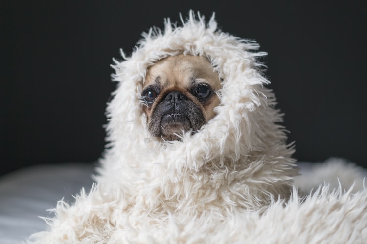 Can Dogs Be Allergic to Certain Fabrics