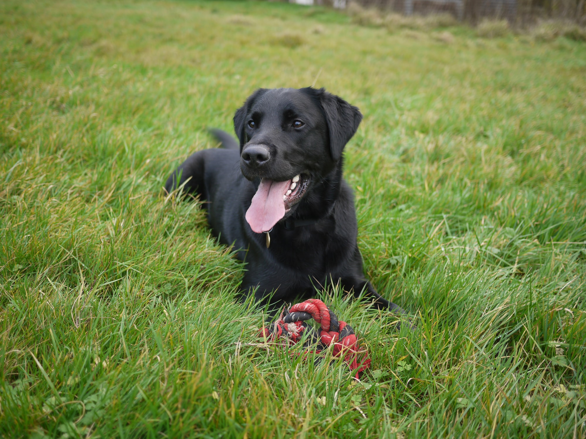 Black Labrador Retriever