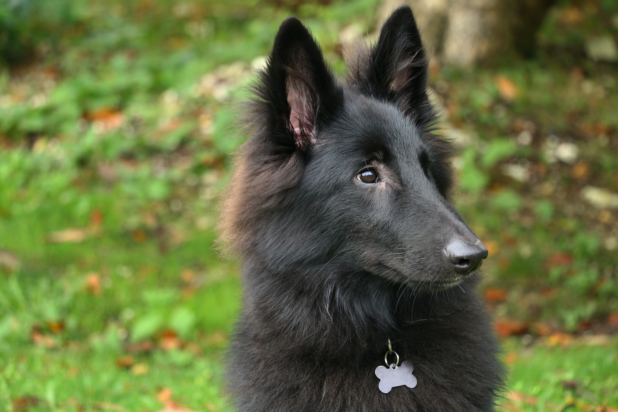 Black Belgian Sheepdog
