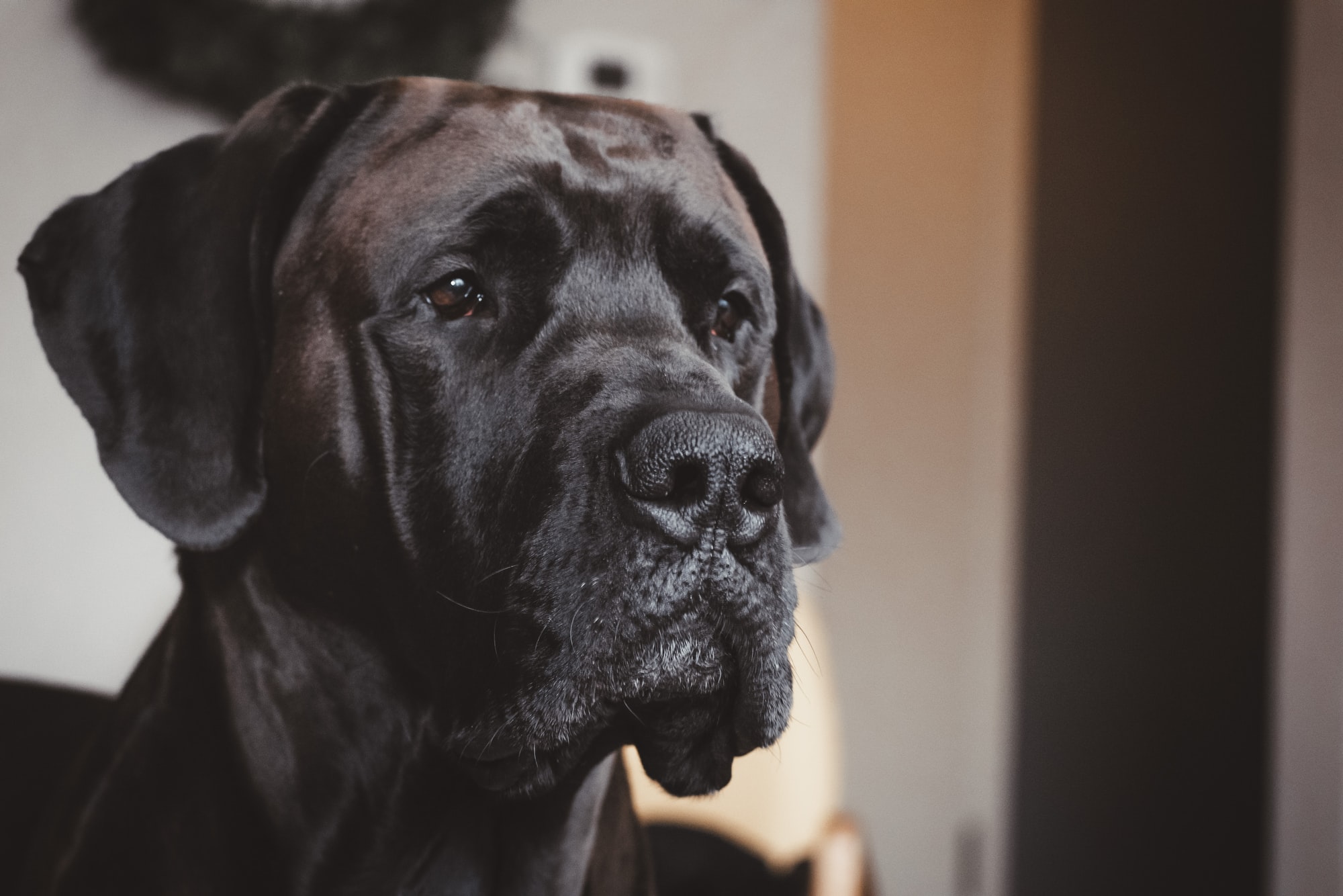 Gentle Great Dane