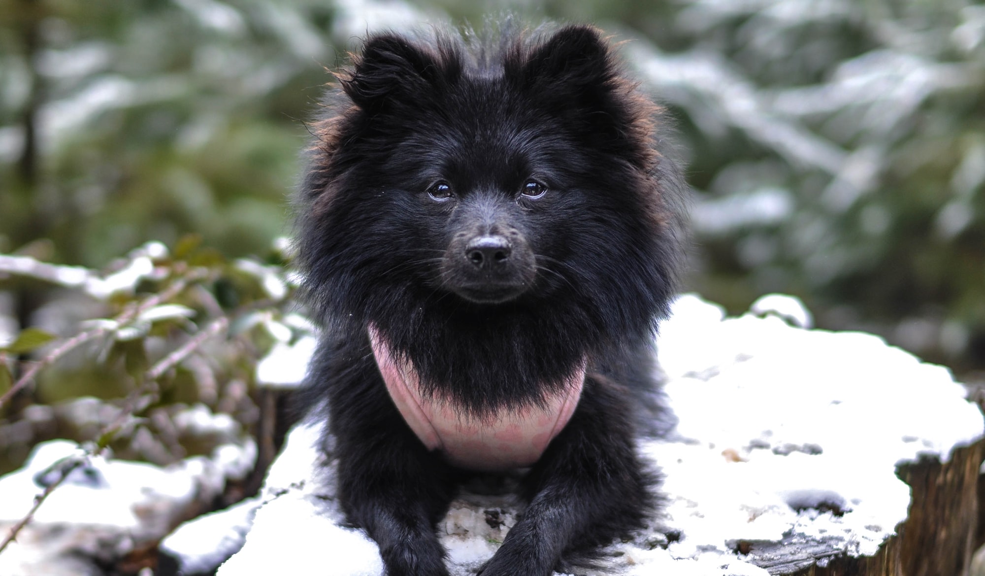 Back Pom Aura in Snow.