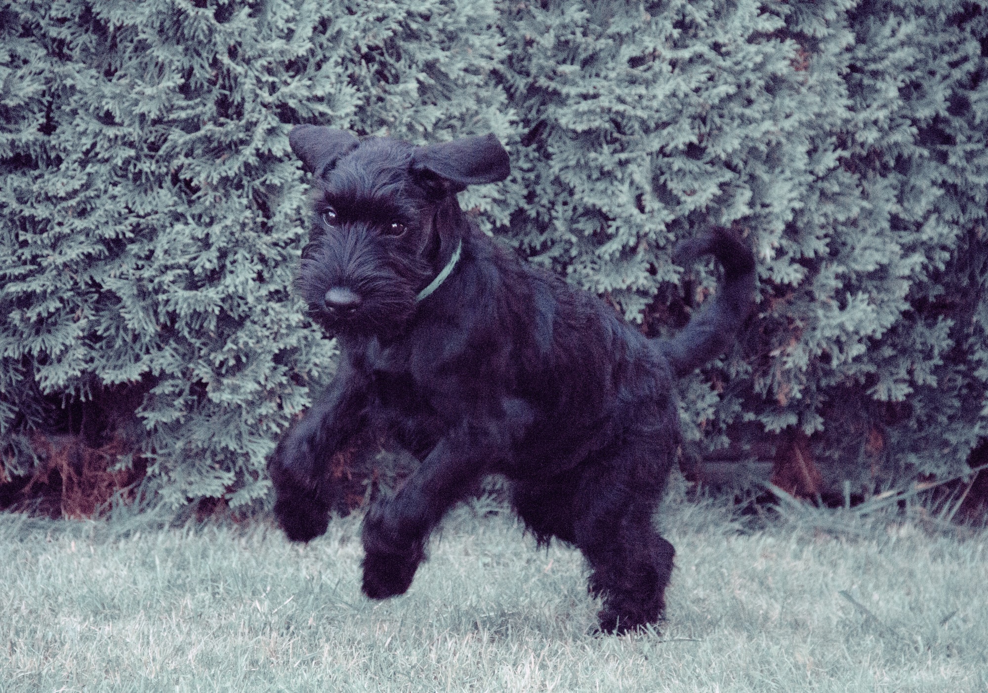 Black Puppy Schnauzer jumping